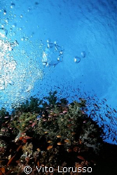 Reef by Vito Lorusso 